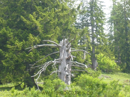 berchtesgaden-juni-12-067