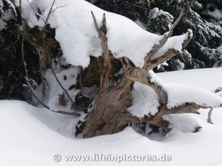 langlaufen-mit-sandra-und-stef-12-032
