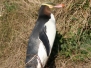 Wildlife Tour auf der Otago Peninsula